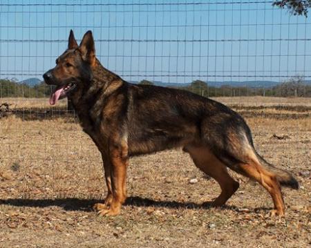 Borg von den Grauen von Monstab