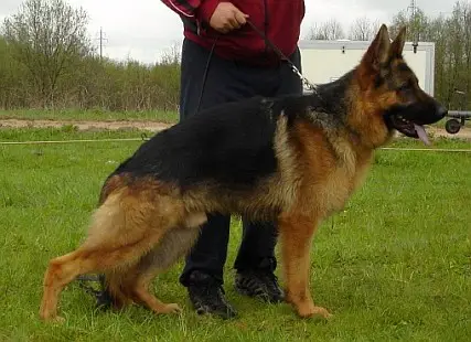 Zaco vom Holtkämper See