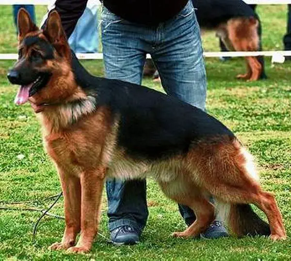 VA1(UK) SG20 CH Elmo vom Hühnegrab