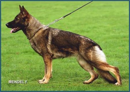 SG Kessy vom Hessenstein