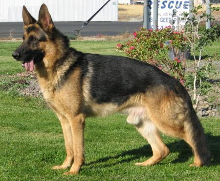 (CO) Yako de Walhalla