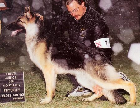 SEL CH (US) Welove Du Chien's Harrison