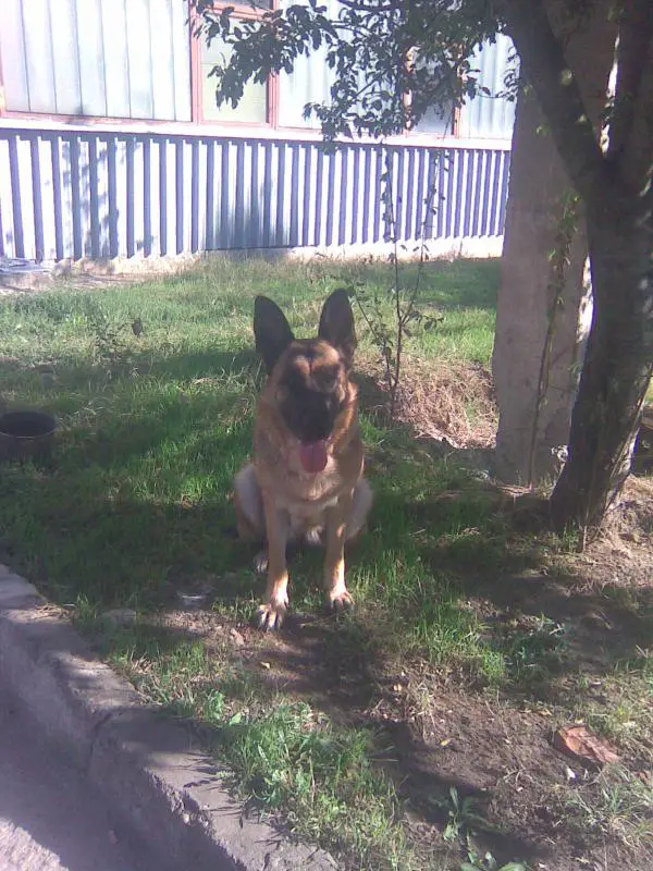 VA (BG) Ala v. Dobrich Box