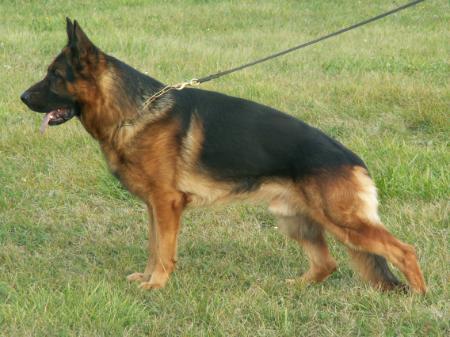 VA2(SK)VA6(S)VA5(PL) Irlo von der Holzheimer Linde