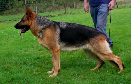 V Elly vom Kuckucks-Tal