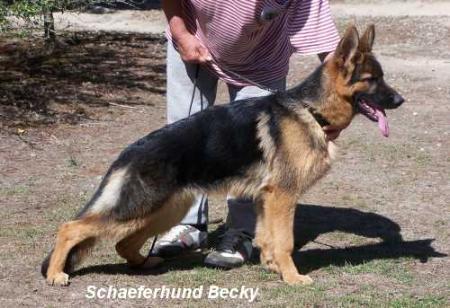 Schaeferhund Becky