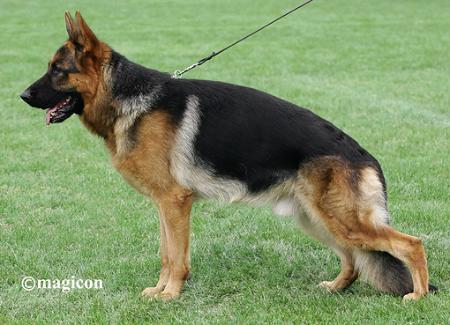 VA1(HU) VA3(SLO) DNA Szentvidi ALfi