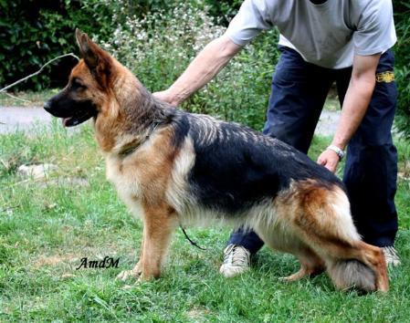 Brooke Des servants de cernunnos