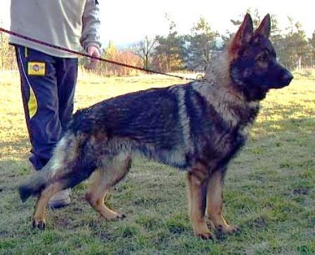 Dag vom Klödener Riß