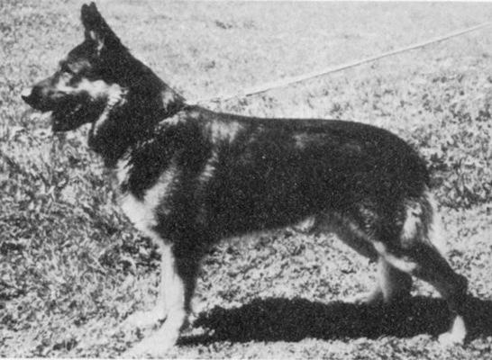 Marko von der Lotosburg