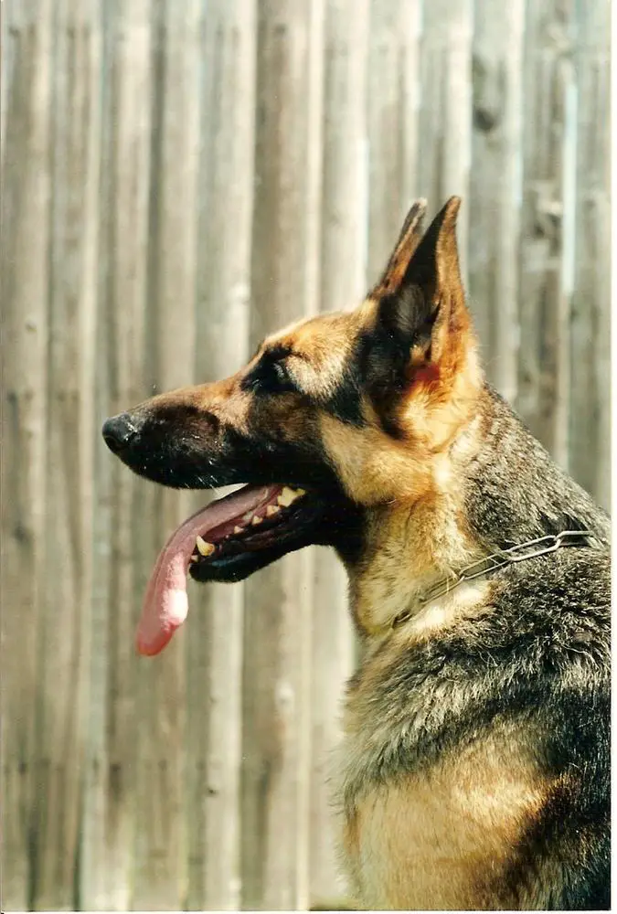 Welove Du Chien's Sunshine