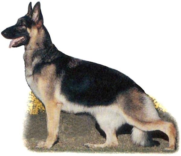 CH (US) Caralon QED A Cut Above