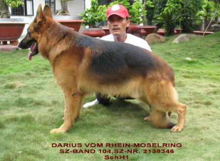 Darius Vom Rhein-Moselring