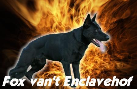 Fox van 't Enclavehof