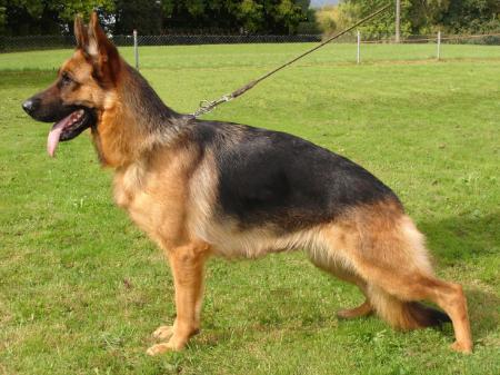 V Angie du Schellenthal