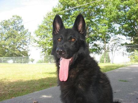 Drako v Hoffenmiller