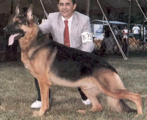 CH (US) Eva-Heim's Boston of Rikor