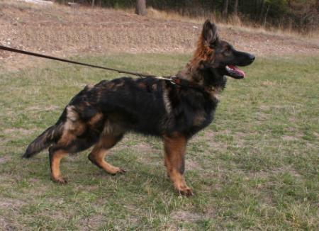 Janika Chinook von Hoffnung