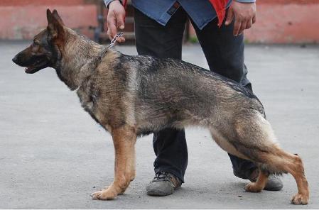 V Garda iz Voiska Donskogo