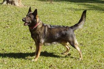 POLICE PATROL DOG Tess Vom Lori Rochfords