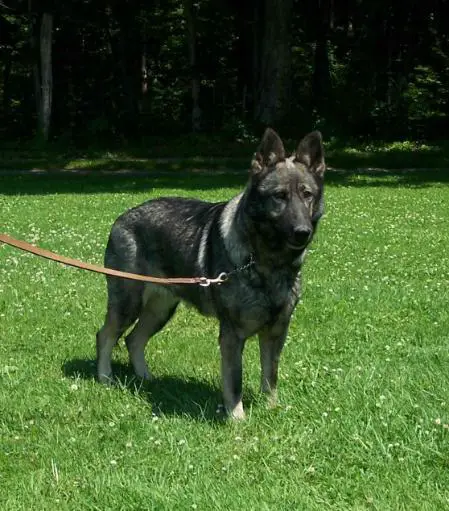 SG Xilka vom Gräfental