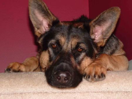 Frank's Red Hot Chili Pepper