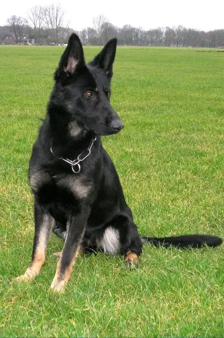 G Branka vom Calculatorhof