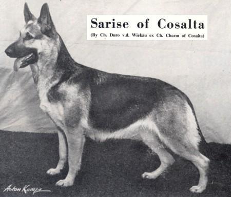 Sarise of Cosalta