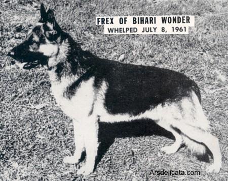 Frex of Bihari Wonder