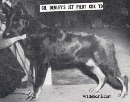 CH (US) Den-Lea's Jet Pilot (Denley's)