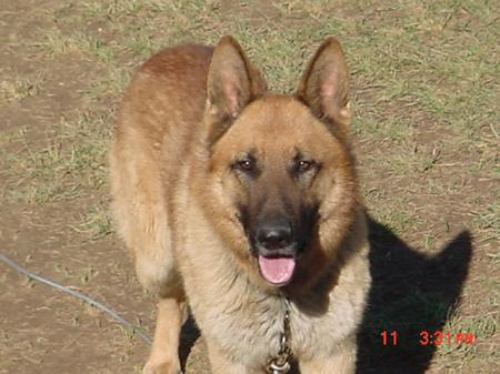 Harper's Red Man Von Ace