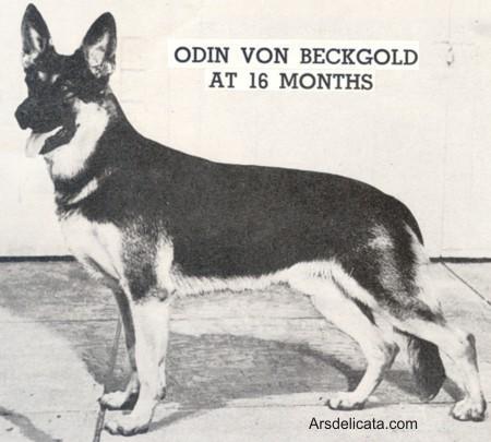 Odin Von Beckgold