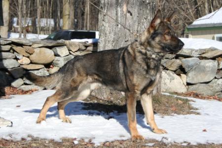 Harley van Huize Joris