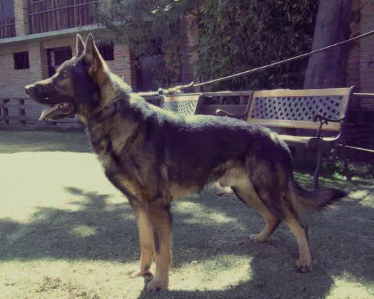 Shaytán (Gama) MEX. FCI