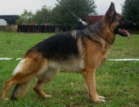 VORZÜGLICH Meggan Krasnoocko