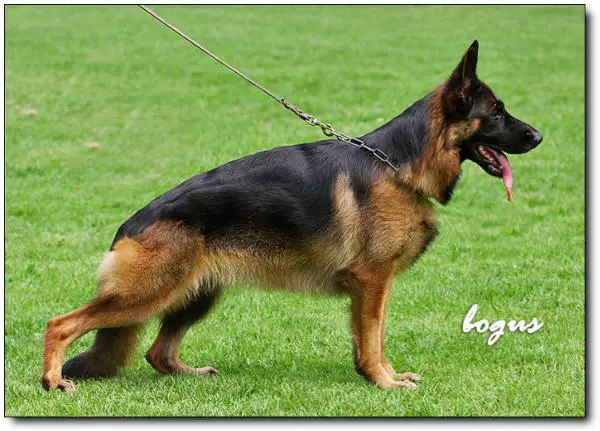 Rocky vom Hausduarte