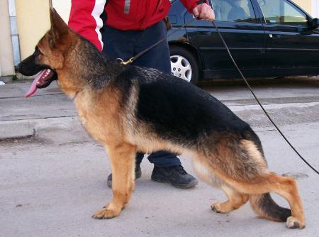 SG1 TURKEY-SG 2 (RO) Milka Feetback