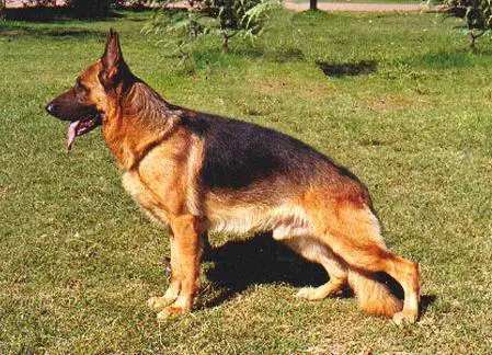 SG 1 SIEGERSCHAU 97 Fedor Von Dradthaus