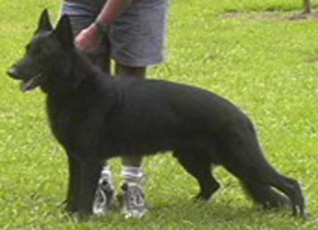 Wolfman Black Vom Younghaus