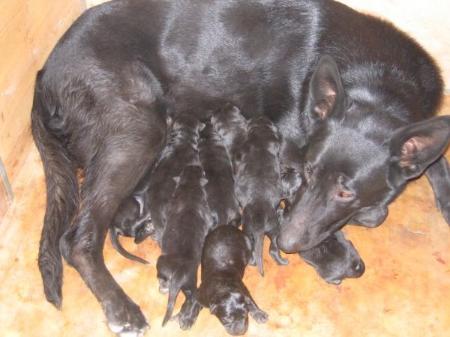 V Schmoll-Kerti Izzi