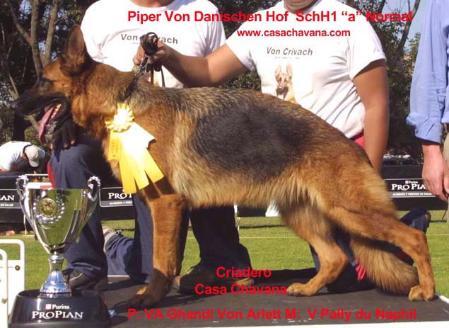 V (MEX) Piper Vom Danischen Hof