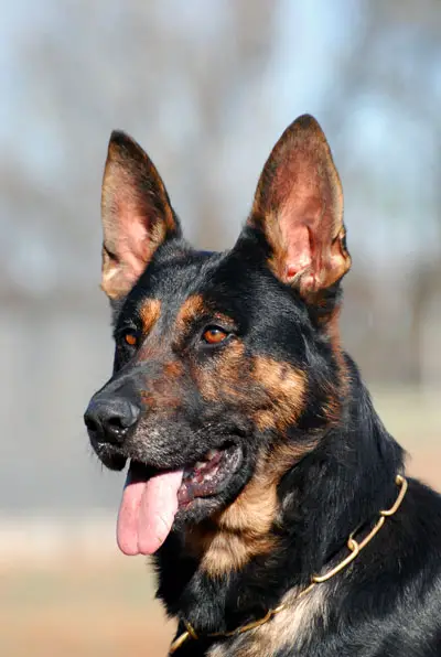 SG Griff von Tajgetosz