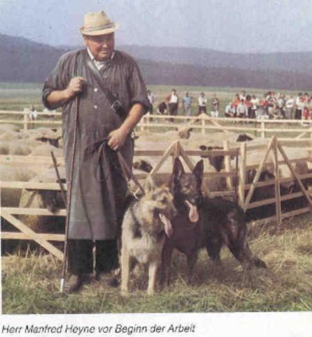 Luki von der Stammherde Ramholz