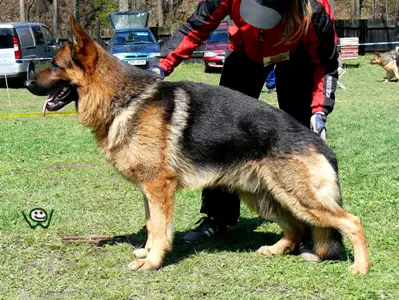 V, X-men Slezin Lovan