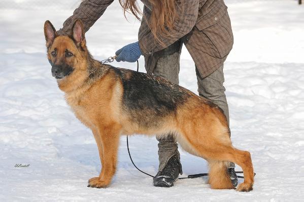 SG2 RUS, CH, CACIB Floreshal Elissiya