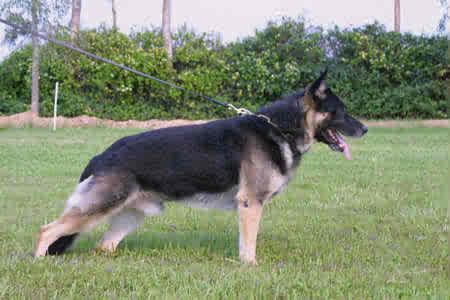 SG  PAM CT Orry vom Kriegerhaus