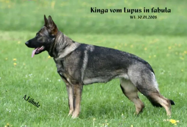 G Kinga vom Lupus in Fabula