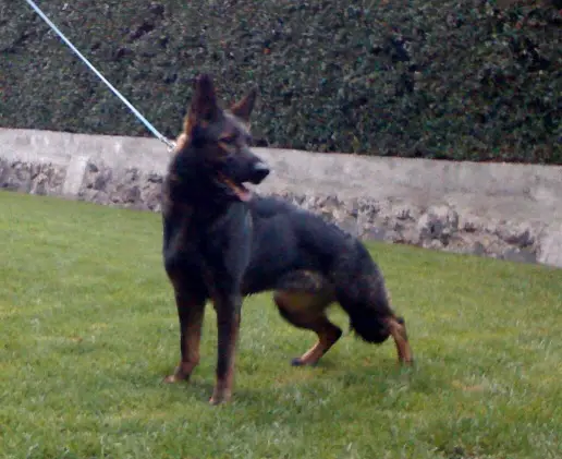 Mina von den Grauen von Monstab