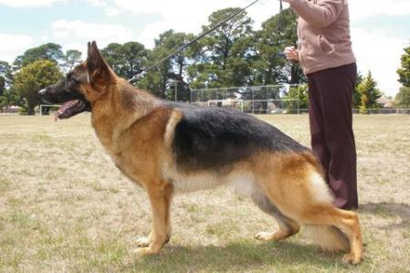 AUST.CH:/EXCELLENT Lux Von Satyr