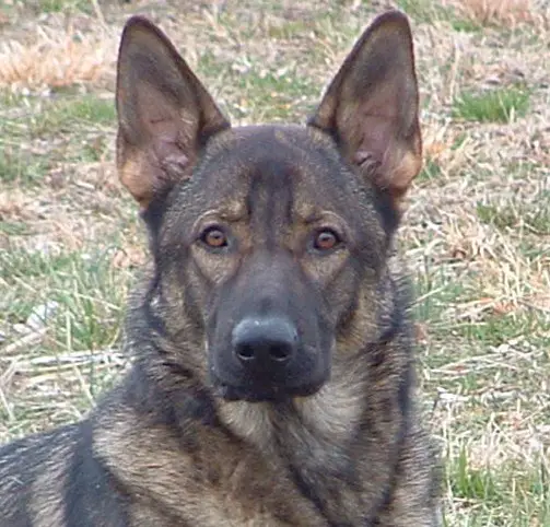 Baro Aus Der Karpatenvorland